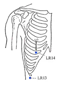 Liver Meridian