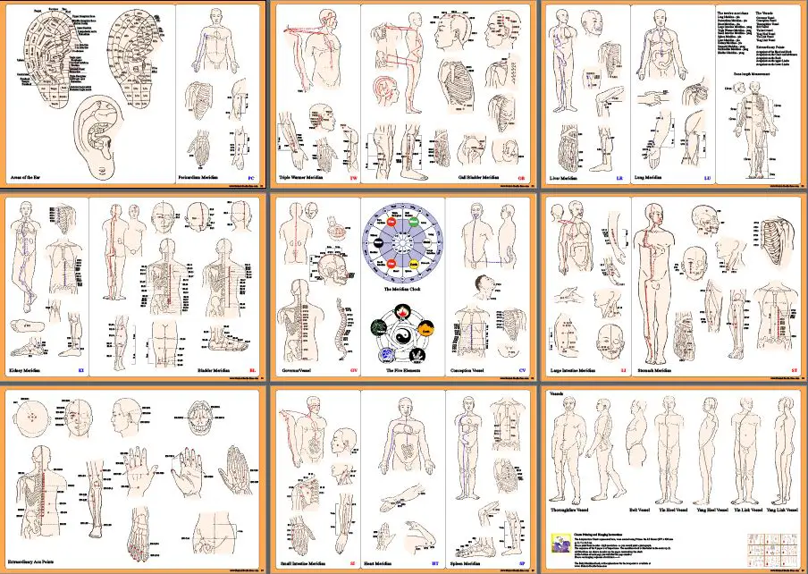 The Body Meridians Book with Meridian Flows and Acu-Points PDF